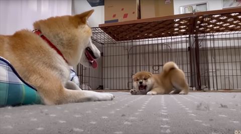 笑顔でプレイバウ