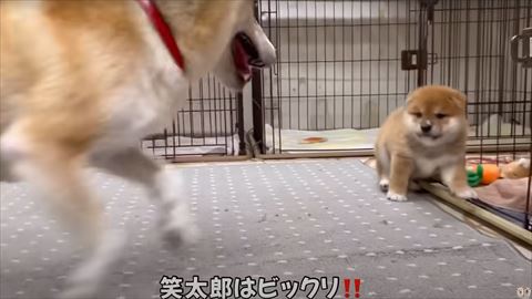 ママが動いてびっくり