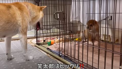 ケージの奥に座ってる