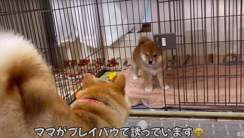 母犬プレイバウ