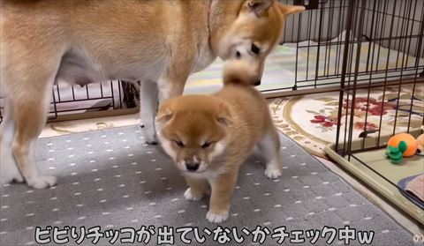 お尻の匂いをかぐ母犬