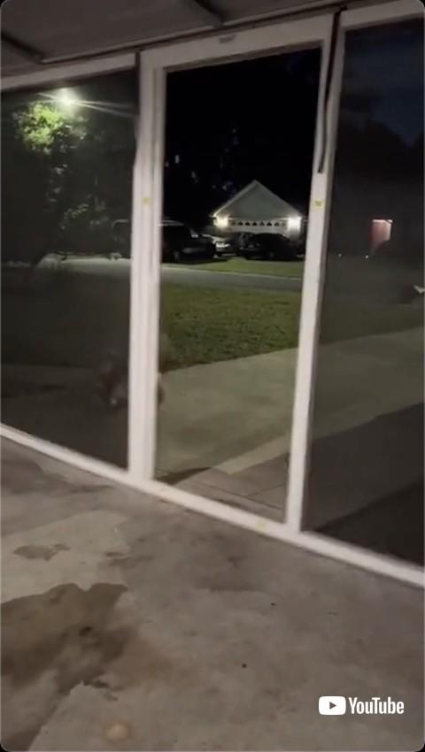 網戸に衝突する犬