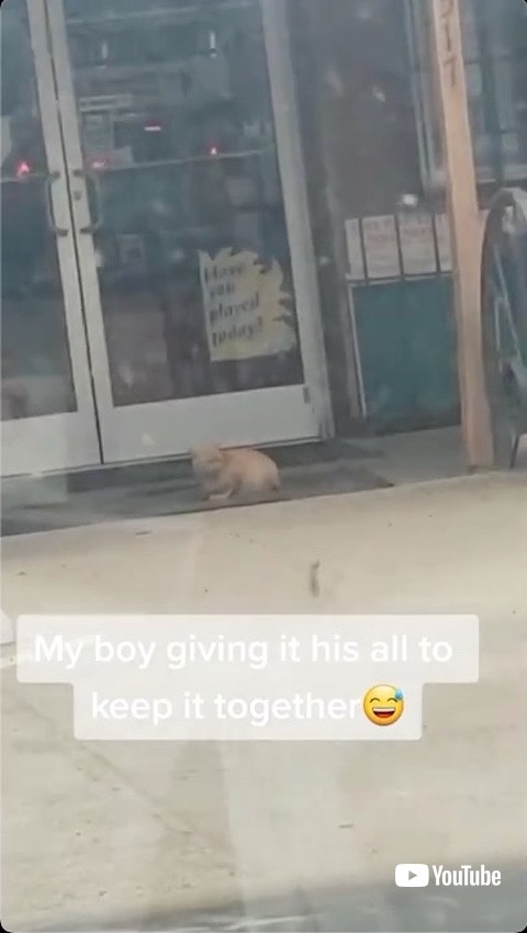 ドアの前でくつろぐ猫