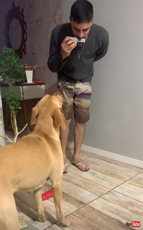 見上げるワンコ