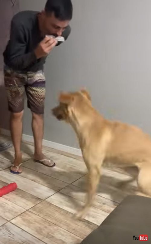 くるくるワンコ