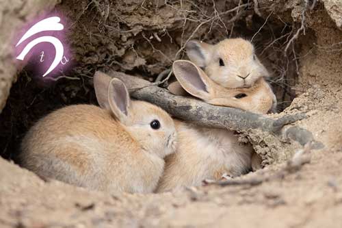 くっつくうさぎ