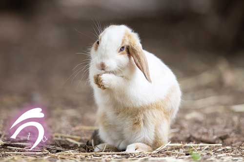 あざとポーズなうさぎ