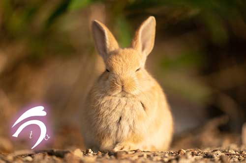 菩薩のようなうさぎ