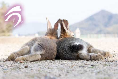 うさぎのおしり