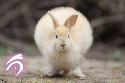 ふわふわうさぎ