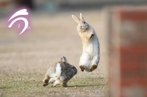 ジャンプするうさぎ