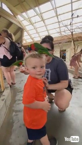 「Bird Unexpected Sits on Toddler's Head and Attempts to Eat His Curly Hair at Zoo - 1341027」