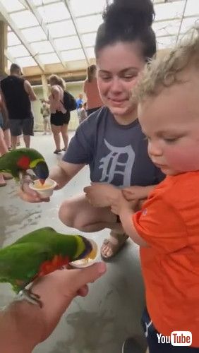 「Bird Unexpected Sits on Toddler's Head and Attempts to Eat His Curly Hair at Zoo - 1341027」