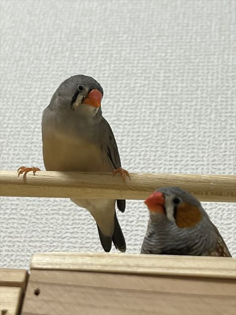 キンカチョウ2羽