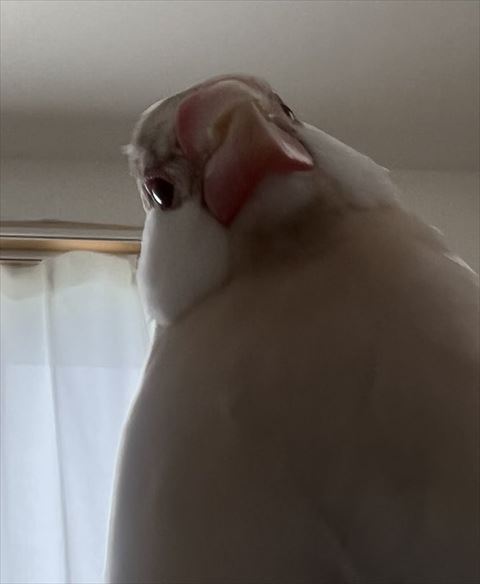 右の鳥さん