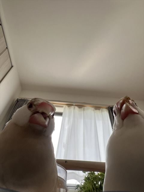 みおろして笑ってるような文鳥たち