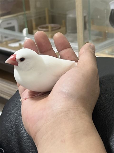手の上にいる文鳥