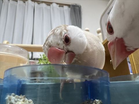 ごはん食べてる文鳥