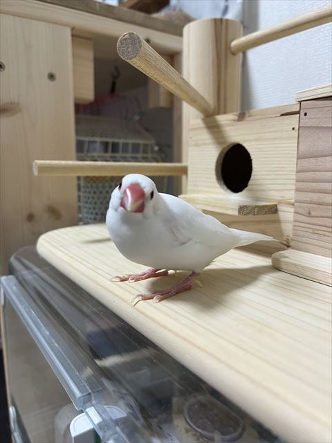 首傾げてる文鳥