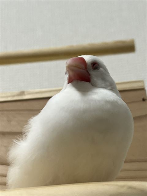寝てる文鳥