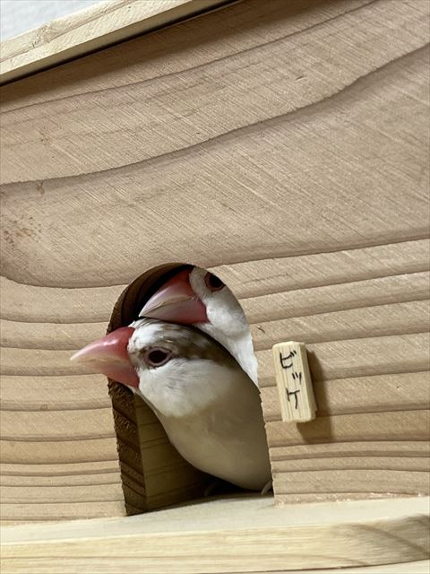 鳥部屋からのぞきこむ2羽