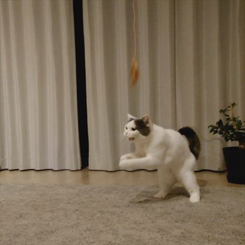 猫じゃらしと遊ぶ猫