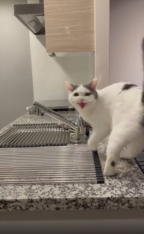 こっちに来ようとする猫