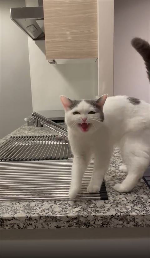 鳴きながらこっちを見てる猫