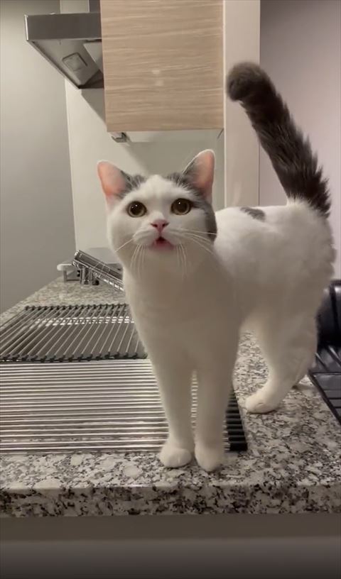 飼い主の前で鳴いてる猫