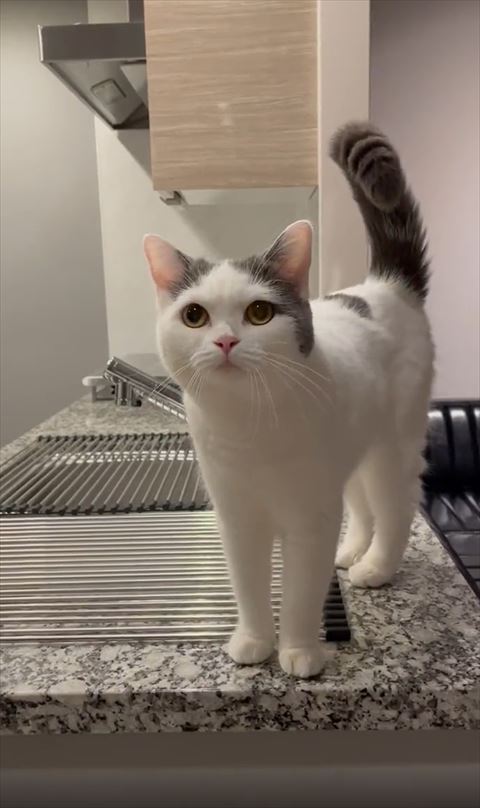 真顔でこちらを見てる猫