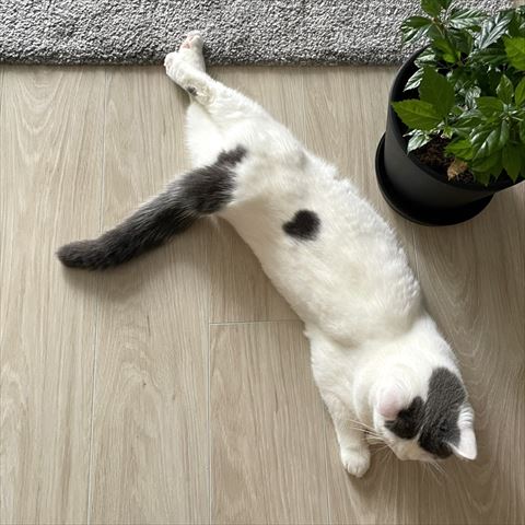 伸びてる猫ちゃんの背中