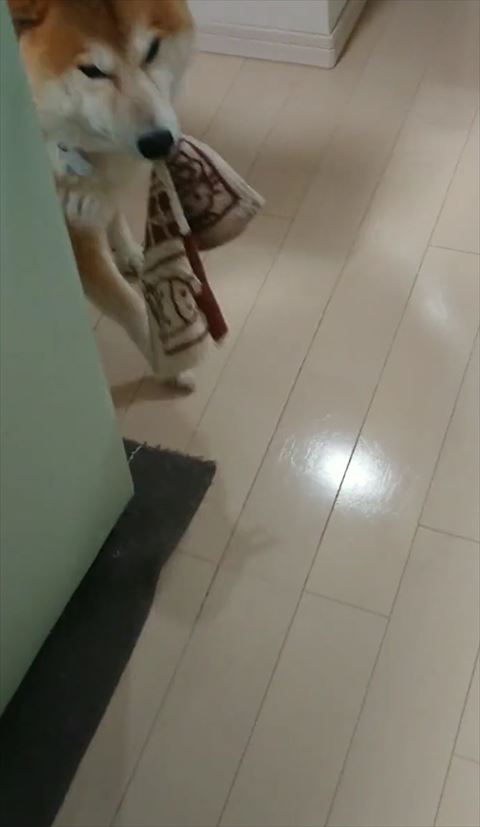 ソファの後ろからきた柴犬