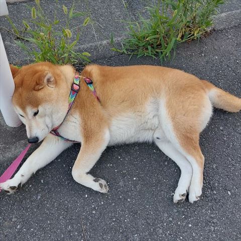 外で寝そべってる