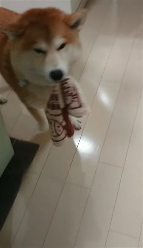 右前足あげてる柴犬