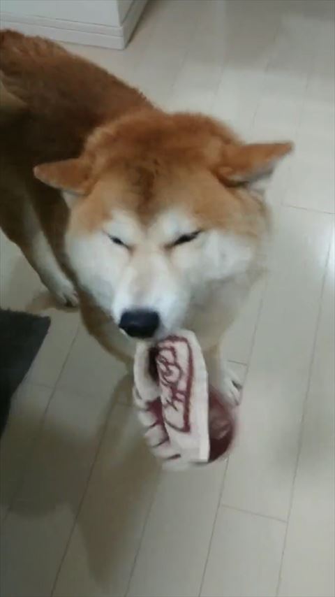 イカ耳柴犬