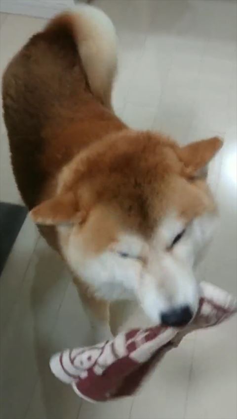 顔が右側向いてる柴犬