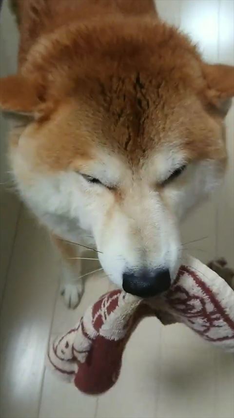 柴犬の顔アップ