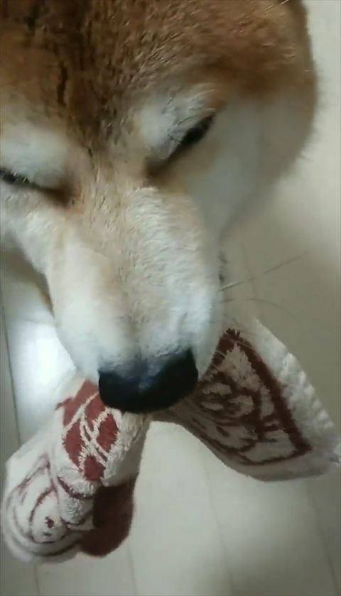 鼻先アップの柴犬