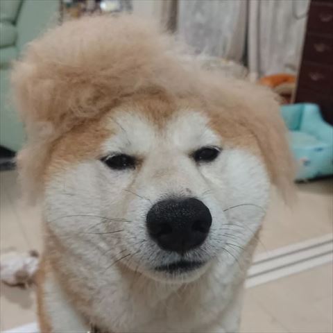 抜け毛を頭にのせてる