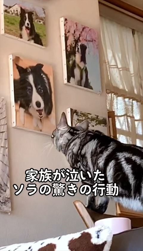 写真を見つめる猫アップ