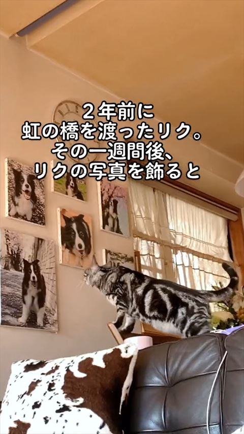 写真を見つめる猫遠くから