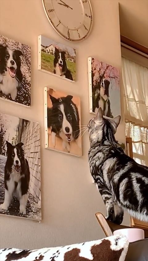 上の方の写真を見る猫