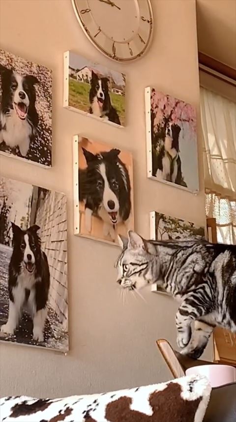 鳴いている猫