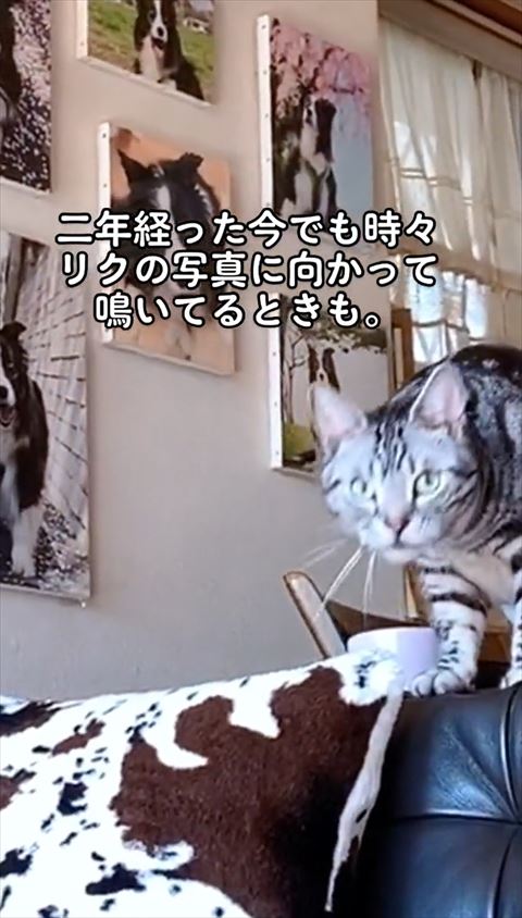 カメラを見る猫
