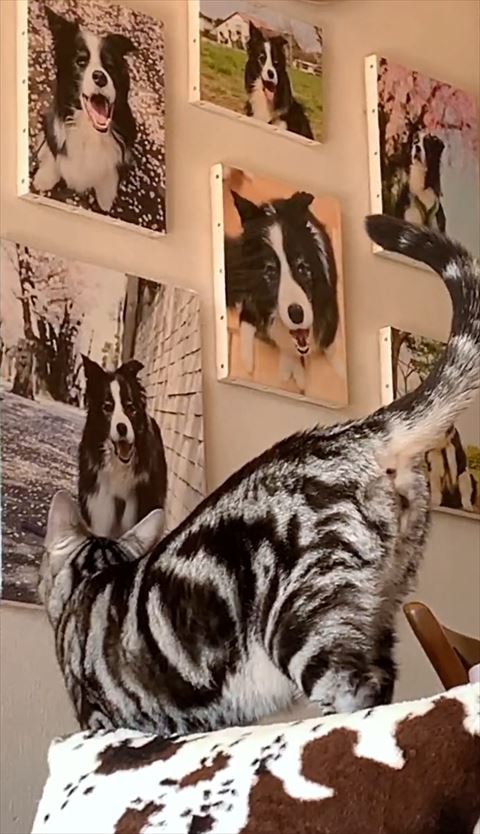写真を近くで見る猫