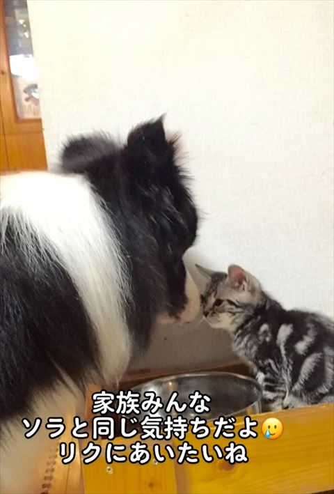 子猫の匂いをかぐボーダーコリー
