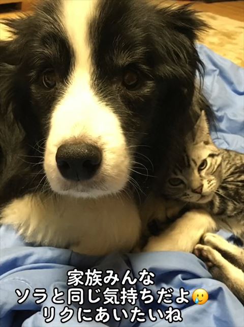 猫とボーダーコリーのツーショット