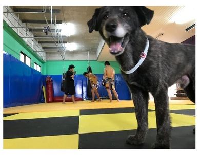 ジムにいる山本“KID”徳郁の愛犬カッシー