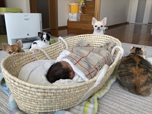 赤ちゃんの周りに集まる