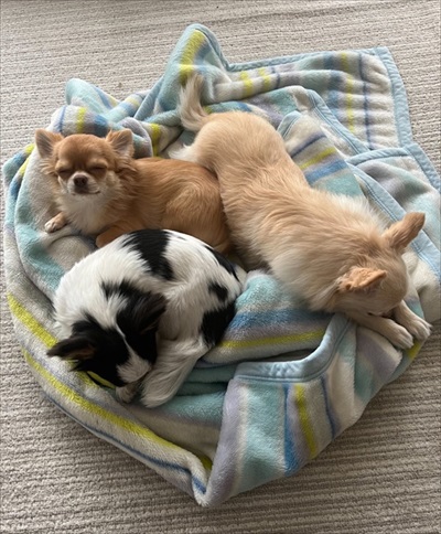 3匹のワンコ